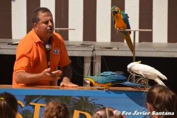 Espectáculo de aves exóticas de Paco Pluma en El Caracol (Foto Francisco Javier Santana)
